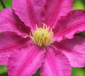Abilene™ Clematis (Clematis abilene 'Abilene') - 1 gallon
