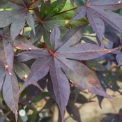 Acer palmatum 'Wolff' ~  Emperor I® Japanese Maple