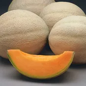 Athena F1 Hybrid Melon Seeds
