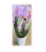 4″ Petite Orchid