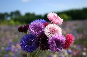 Bachelor Button – Dwarf Polka Dot Mix