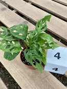4″ Philodendron Adansonii “Swiss Cheese”