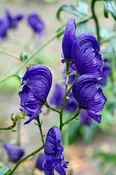 Aconitum x cammarum 'Sparks Variety' (Monkshood)