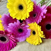 Assorted Gerberas, 40 stems