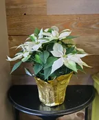 6" WHITE POINSETTIA