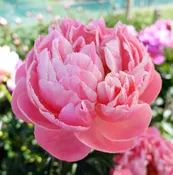 Paeonia  'Coral Charm'