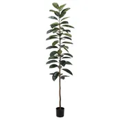 7′ Rubber Plant