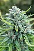 DURBAN POISON: FEM (by Dutch Passion®)
