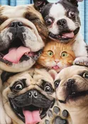 Avanti Press Dog/Cat Photo Booth Funny Pop Up Stand Out Funny Birthday Card