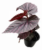 Begonia Maurice Amy 4"