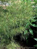 Acer palmatum 'Fairy Hair', Fairy Hair Japanese Maple