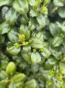 Ilex x 'Emily Bruner' ~ Emily Bruner Holly