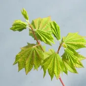 Acer circinatum 'Pacific Fire' Japanese Maple
