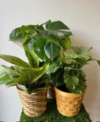 6" TALL TROPICAL PLANT