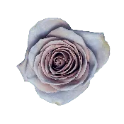 Amnesia Rose