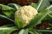 Cauliflower, Amazing
