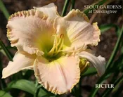 Daylily Ricter