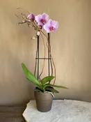 Orchid — Sunset Gardens Greenhouse & Floral