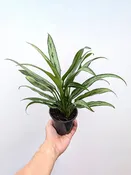 Aglaonema 'Cutlass'