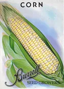 Corn Sweet – Honey & Cream SU