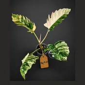 Variegated Philodendron Caramel Marble Live Plant - (Aug-14-25)