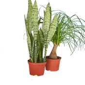 2 - 6" Indoor Plants Premium Subscription box