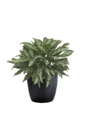 Aglaonema Jubilee