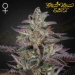 Banana Krumble Feminized By Green House Seed Company - Kind Seed Co