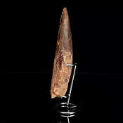 Authentic 8-Inch Spinosaurus Tooth on Display Stand – Cretaceous Predator Fossil