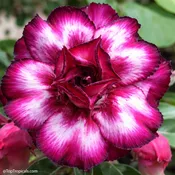 Adenium Maneenate, Desert Rose, Grafted