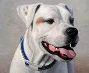 Dog Portraits