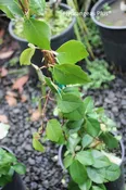 Decumaria Sinensis