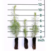 American Tamarack Forestry Plugs