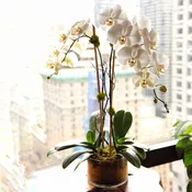 Double White Orchid