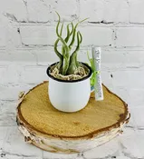 Air Plant Addon