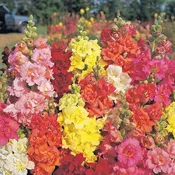 Antirrhinum majus ‘Madame Butterfly’ Snapdragon