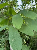 Pawpaw Tree