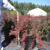 Mega Size Red Laceleaf Japanese Maple