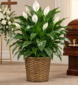 12 Piece 10″ Pot Cover Package
