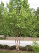 Betula nigra ‘Dura-heat’ (‘Dura-heat’ River Birch) 15g Special Order: Pickup at Nursery or Local Delivery Only)