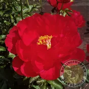 Cherry Ruffles