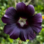 Alcea rosea nigra