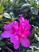Azalea