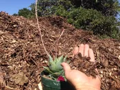 Forest Mulch