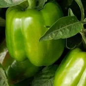California Wonder Bell Pepper | Two Live Garden Plants | Non-GMO, Sweet, Ripens to Red