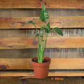 Alocasia Tiny Dancer