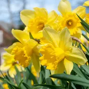 Carlton Daffodil (25 bulbs) — Hidden Springs Peony Farm