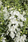 ANGELONIA – ANGELFACE WHITE