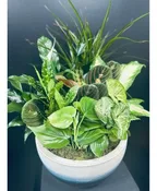 12" DISH GARDEN