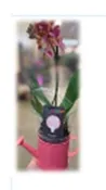 3″ Tabletop Piccola Multi -Spike Orchid